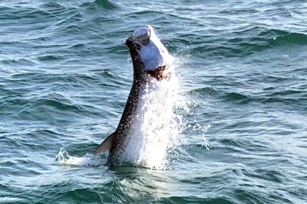 Fish leaping in the waters of Boca Raton