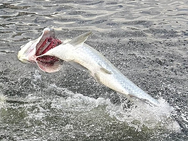 Fisherman with a catch aboard a boat in Miami