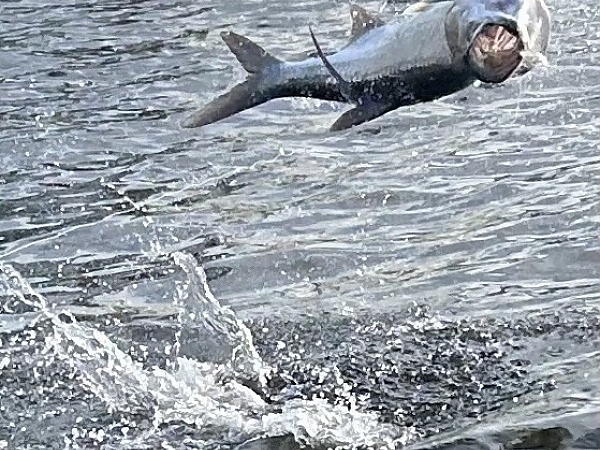 Angler showcasing a catch and a fishing pole on a charter